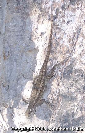 Great Basin Fence Lizard (Sceloporus occidentalis longipes)