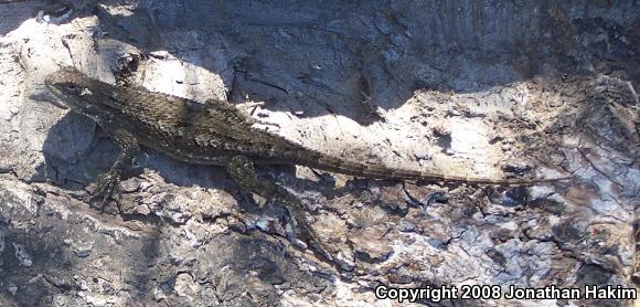 Great Basin Fence Lizard (Sceloporus occidentalis longipes)