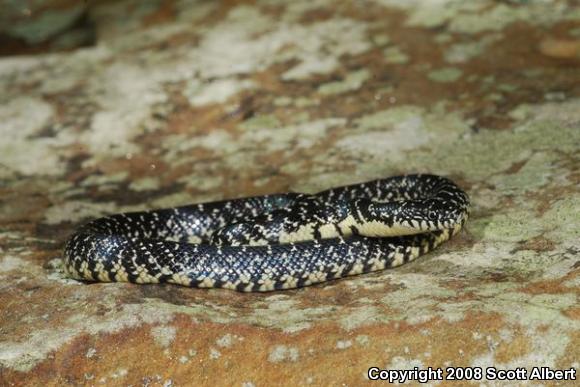 Black Kingsnake (Lampropeltis getula nigra)