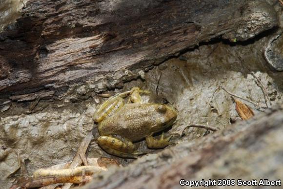 American Bullfrog (Lithobates catesbeianus)