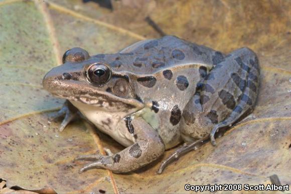 Southern Leopard Frog (Lithobates sphenocephalus utricularius)