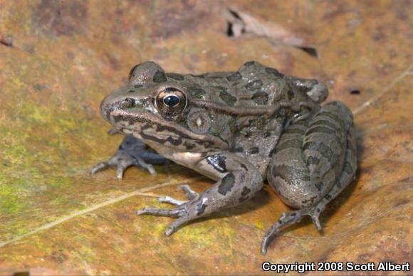 Plains Leopard Frog (Lithobates blairi)