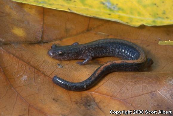 Southern Red-backed Salamander (Plethodon serratus)