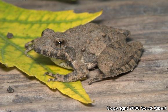 Blanchard's Cricket Frog (Acris crepitans blanchardi)