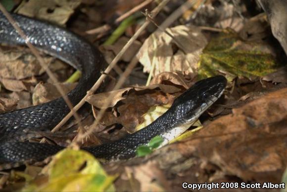 Texas Ratsnake (Pantherophis obsoletus lindheimeri)