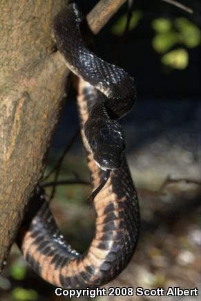 Texas Ratsnake (Pantherophis obsoletus lindheimeri)