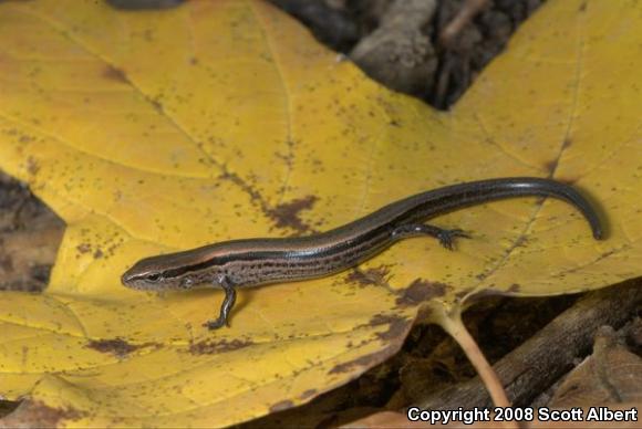 Little Brown Skink (Scincella lateralis)