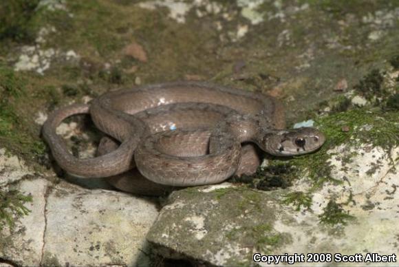 Midland Brownsnake (Storeria dekayi wrightorum)