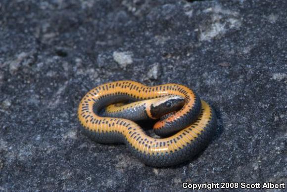 Prairie Ring-necked Snake (Diadophis punctatus arnyi)