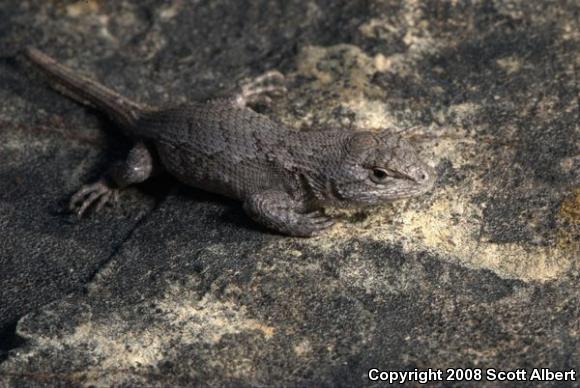 Prairie Lizard (Sceloporus consobrinus)