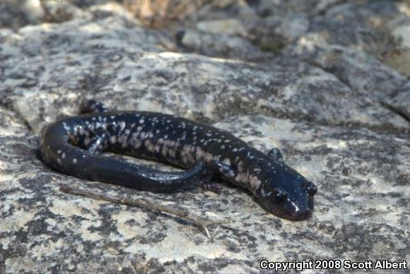 Western Slimy Salamander (Plethodon albagula)