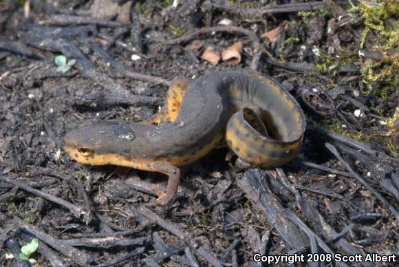 Central Newt (Notophthalmus viridescens louisianensis)