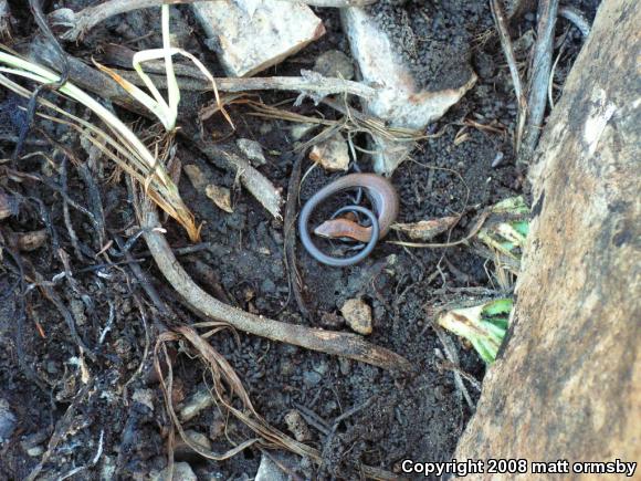 Little Brown Skink (Scincella lateralis)