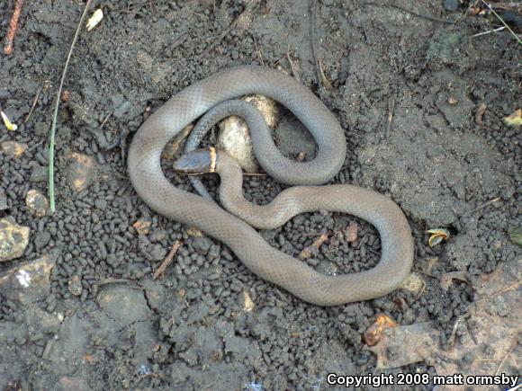 Prairie Ring-necked Snake (Diadophis punctatus arnyi)