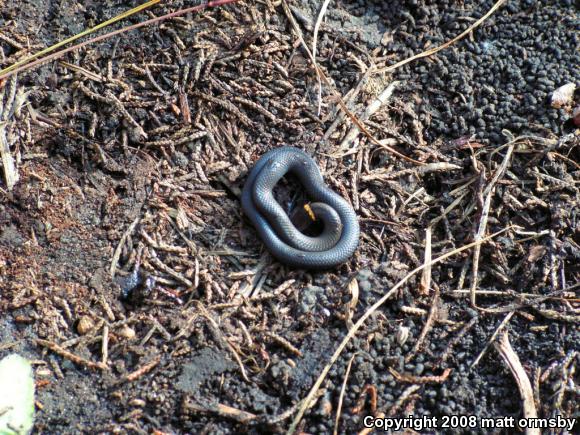 Prairie Ring-necked Snake (Diadophis punctatus arnyi)