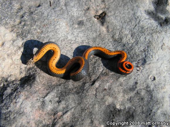 Prairie Ring-necked Snake (Diadophis punctatus arnyi)