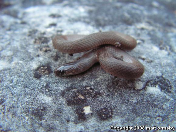 Rough Earthsnake (Virginia striatula)