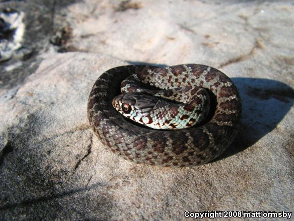 Eastern Yellow-bellied Racer (Coluber constrictor flaviventris)