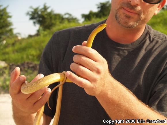 Everglades Ratsnake (Pantherophis obsoletus rossalleni)