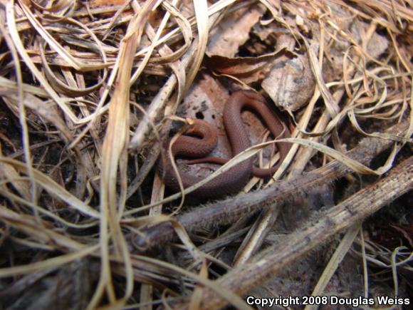 Northern Red-bellied Snake (Storeria occipitomaculata occipitomaculata)