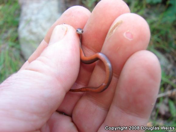 Northern Red-bellied Snake (Storeria occipitomaculata occipitomaculata)