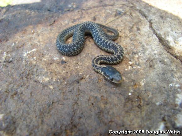 Eastern Gartersnake (Thamnophis sirtalis sirtalis)