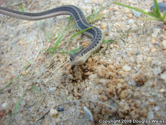 Eastern Gartersnake (Thamnophis sirtalis sirtalis)