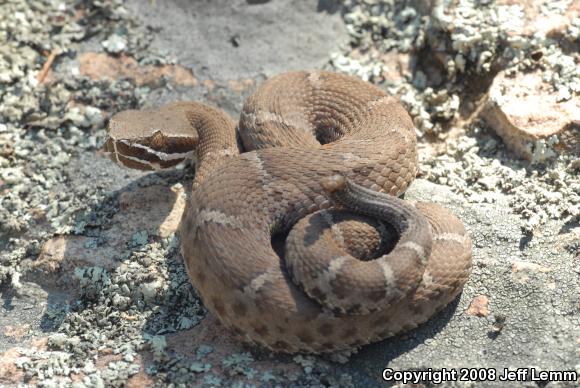 Arizona Ridge-nosed Rattlesnake (Crotalus willardi willardi)