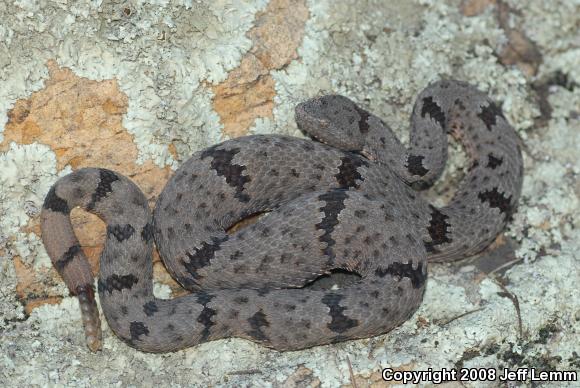 Banded Rock Rattlesnake (Crotalus lepidus klauberi)