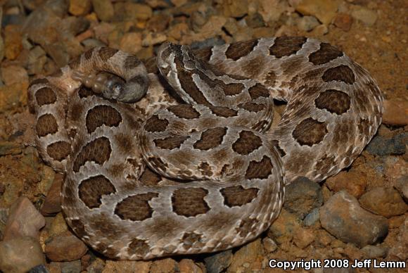 Desert Massasauga (Sistrurus catenatus edwardsii)