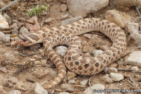 Mexican Hog-nosed Snake (Heterodon kennerlyi)