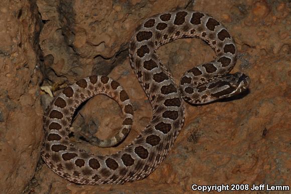 Desert Massasauga (Sistrurus catenatus edwardsii)