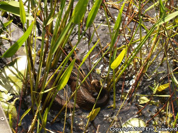 Florida Cottonmouth (Agkistrodon piscivorus conanti)