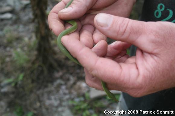 Smooth Greensnake (Opheodrys vernalis)