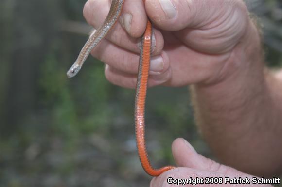 Northern Red-bellied Snake (Storeria occipitomaculata occipitomaculata)