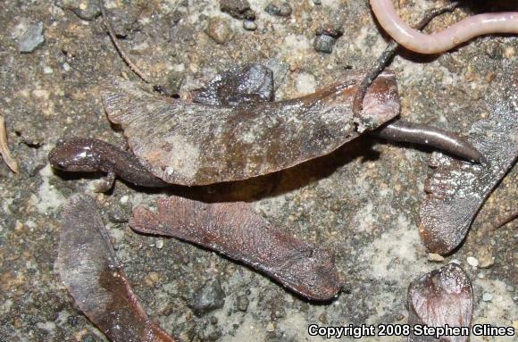 Eastern Red-backed Salamander (Plethodon cinereus)