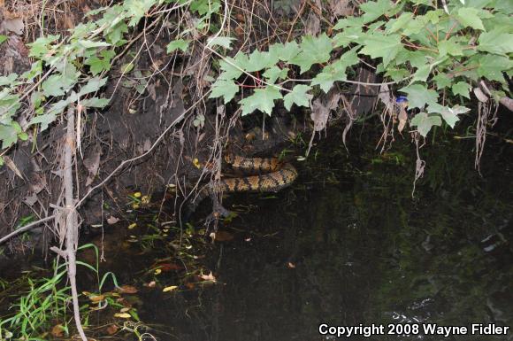 Eastern Cottonmouth (Agkistrodon piscivorus piscivorus)