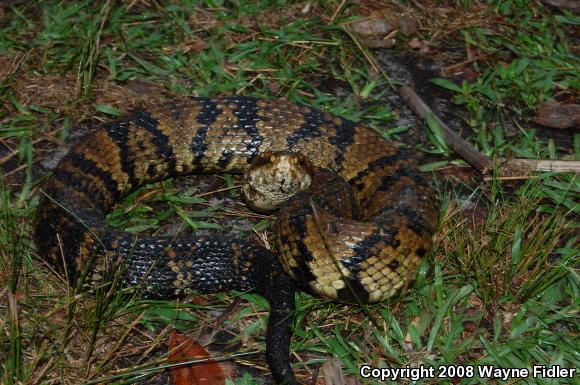 Eastern Cottonmouth (Agkistrodon piscivorus piscivorus)