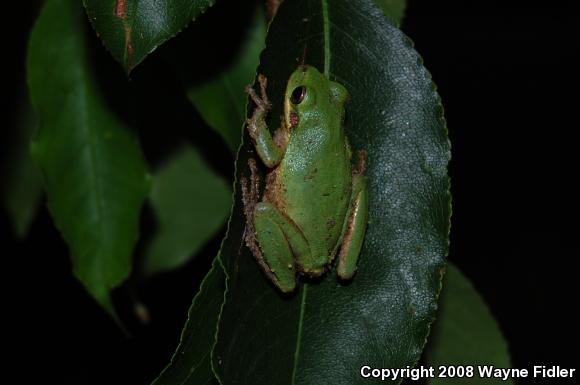 Squirrel Treefrog (Hyla squirella)