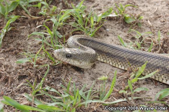 Yellow Ratsnake (Pantherophis obsoletus quadrivittatus)