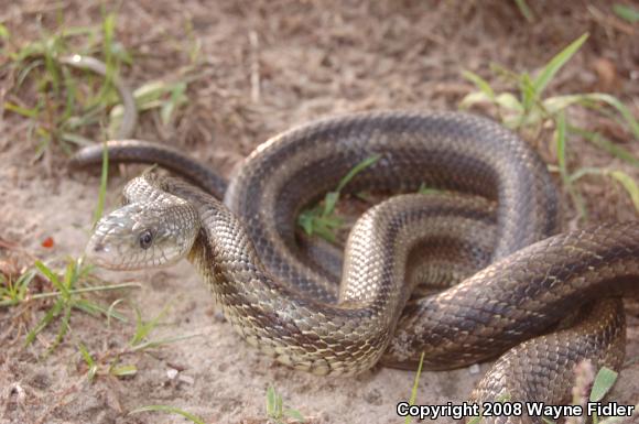 Yellow Ratsnake (Pantherophis obsoletus quadrivittatus)