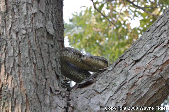 Yellow Ratsnake (Pantherophis obsoletus quadrivittatus)