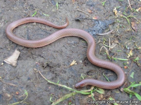 Eastern Wormsnake (Carphophis amoenus amoenus)