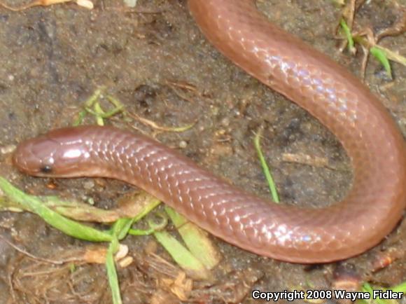 Eastern Wormsnake (Carphophis amoenus amoenus)