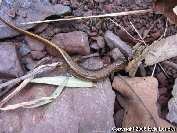 Northern Two-lined Salamander (Eurycea bislineata)