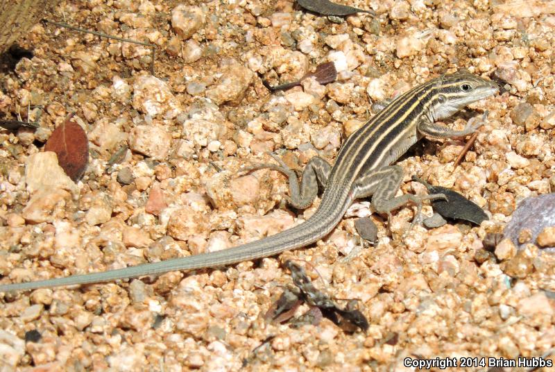 Plateau Striped Whiptail (Aspidoscelis velox)