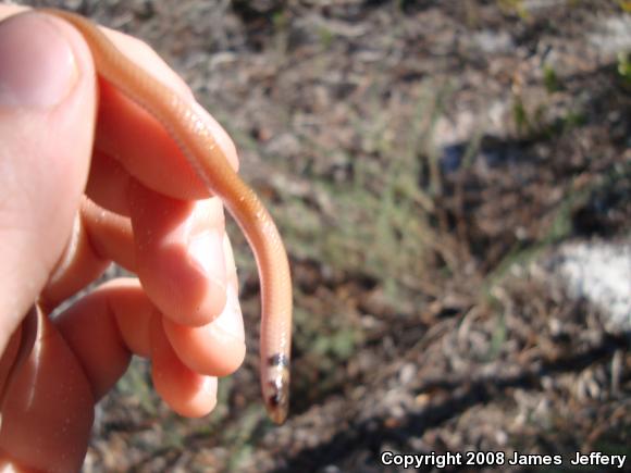 Southeastern Crowned Snake (Tantilla coronata)