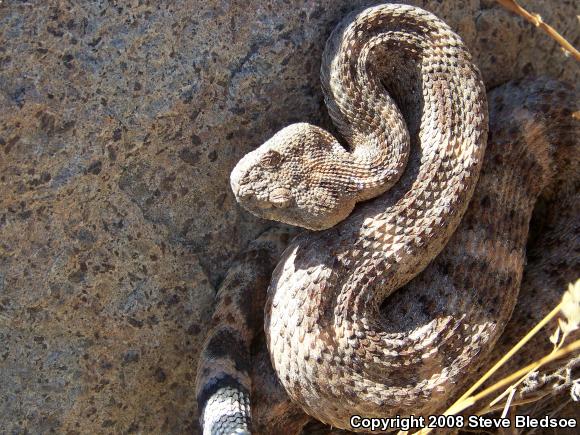 Southwestern Speckled Rattlesnake (Crotalus mitchellii pyrrhus)