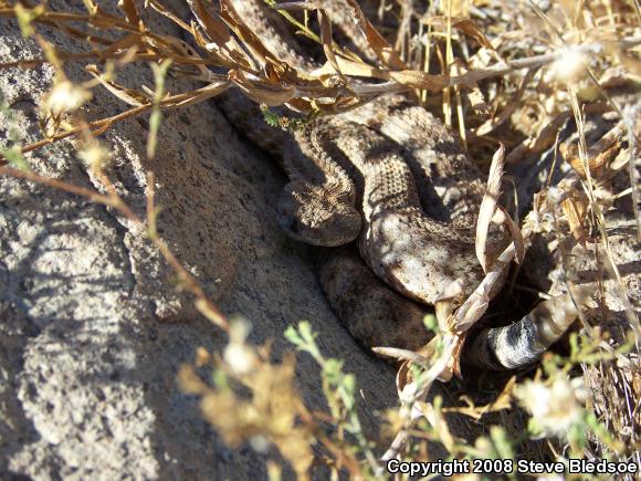 Southwestern Speckled Rattlesnake (Crotalus mitchellii pyrrhus)