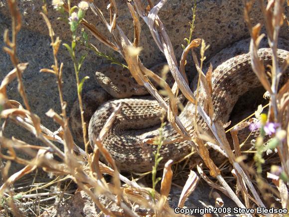 Southwestern Speckled Rattlesnake (Crotalus mitchellii pyrrhus)